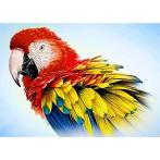 ZTDE 3440 Diamond painting kit - Feathered parrot