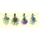 AN 8713 Tapestry Aida - Herbs from the garden