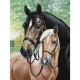 NCB 3330 Cross Stitch -sarja, jossa on painettu tausta - Hevoset rakkaudella