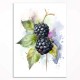0188 -PLA33 Sett med plakater - Sommerfrukter - 3 stk. 29,7x42 cm