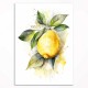 0188 -PLA33 Sett med plakater - Sommerfrukter - 3 stk. 29,7x42 cm