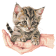W 10923 Σχέδιο Cross Stitch PDF - γλυκό γατάκι
