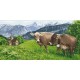 Eine 8505 Tapisserie AIDA - Alpine Wiese