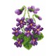 Z 22122 Kit de ponto cruz - violetas