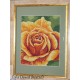 Z 4150 Kit Cross Stitch - Rose
