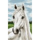 Z 4167 Kit de ponto cruz - cavalo cinza