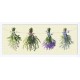 AN 8713 Tapestry Aida - Herbs from the garden