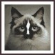 GC 8915 Cross Stitch Pattern em papel - Cat Ragdoll