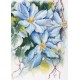 ZTM 546 Kit Cross Stitch - Estrelas azuis de Clematis