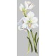GC 10209 Cross stitch pattern - Beautiful amaryllis