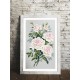 En 10242 Tapestry Aida - Vita rosor