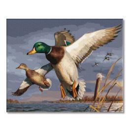 PC4050750 Painting by numbers - Ducks